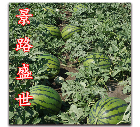 景路盛世-大西瓜種子-景路種業