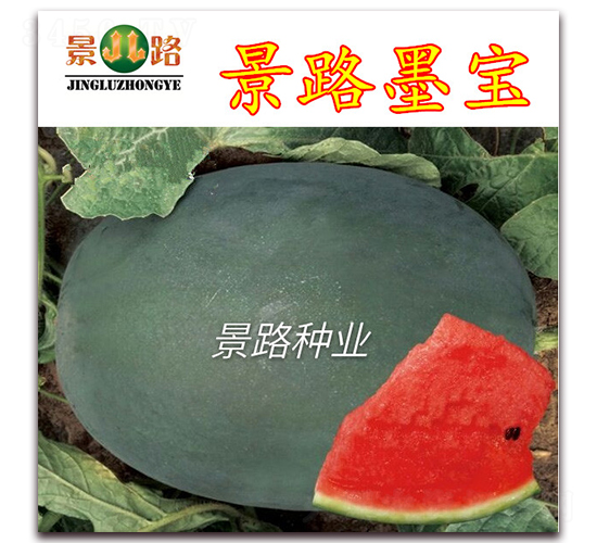 景路墨寶-大西瓜種子-景路種業