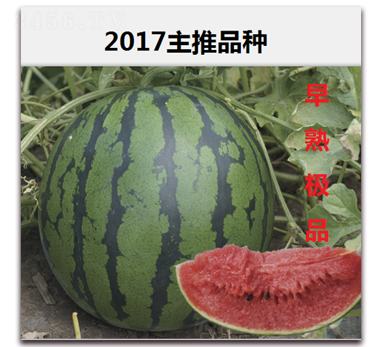 早熟極品-大西瓜種子-景路種業