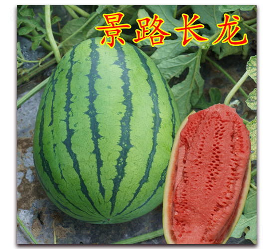 景路長龍-大西瓜種子-景路種業