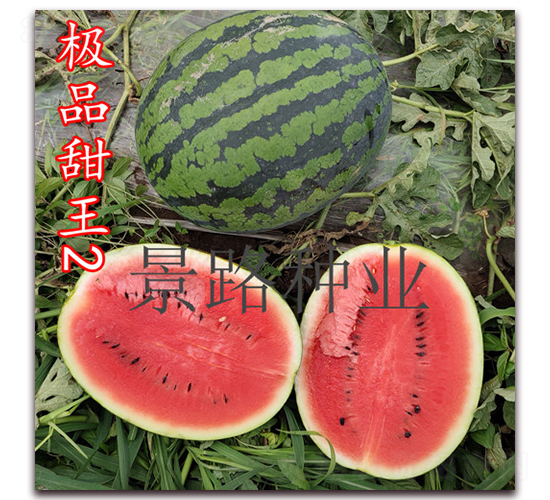 極品甜王2號-大西瓜種子-景路種業