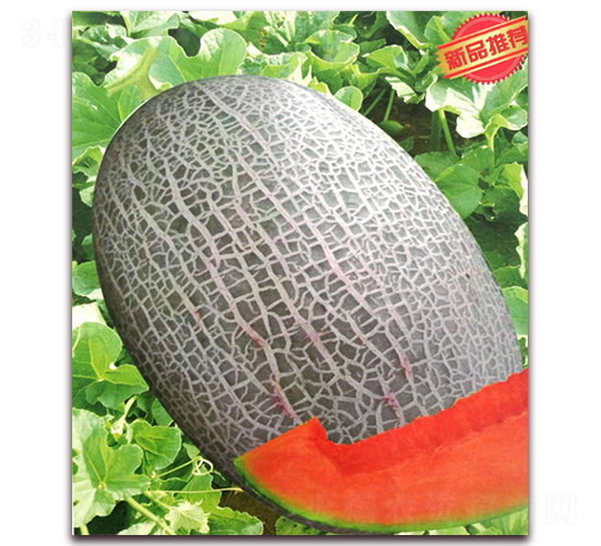 ѩ̖ͮ-ϷN-