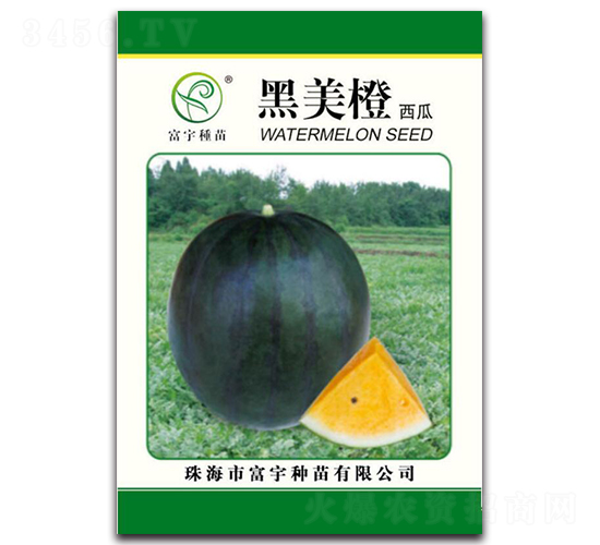 黑美橙西瓜-西瓜種子-富宇種苗