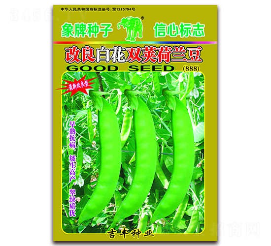 改良白花雙莢荷蘭豆（888）-荷蘭豆種子-吉豐種業