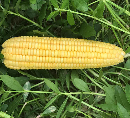維甜1號-玉米種子-哈維農業