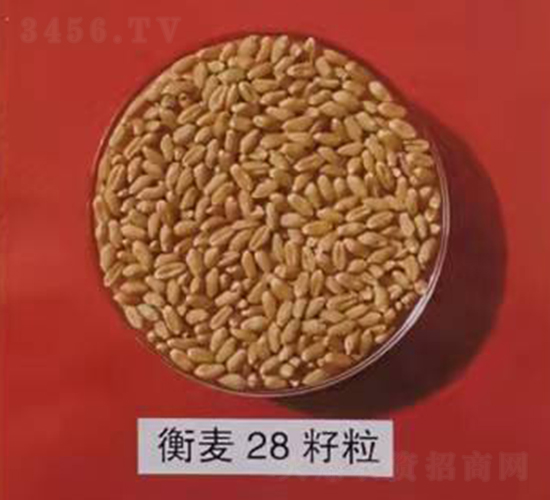 28-СN-̷NI