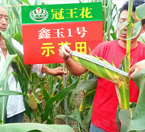 鑫玉1號(hào)-玉米種子-冠王花