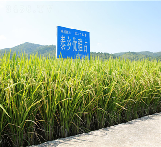泰鄉優雅占-水稻種子-天涯種業