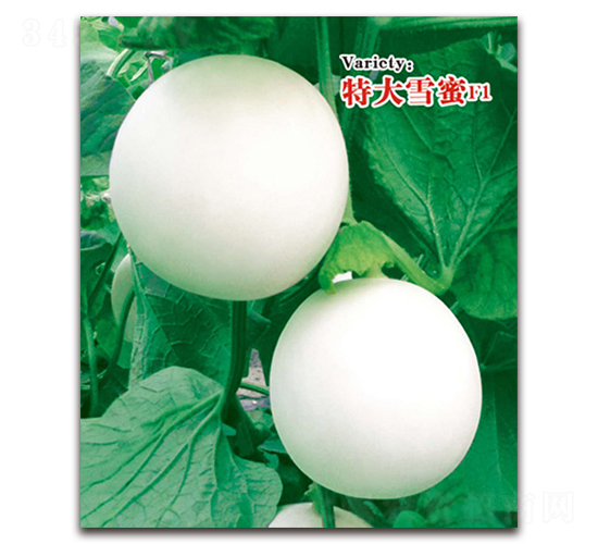 特大雪蜜-厚皮甜瓜種子-衡創(chuàng)農(nóng)業(yè)