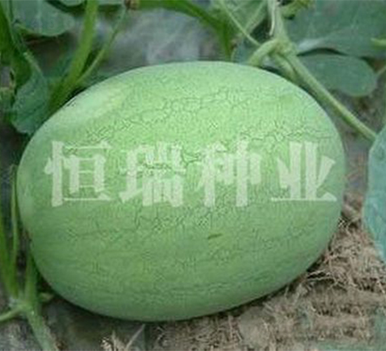 皇貴妃-西瓜種子-恒瑞種業