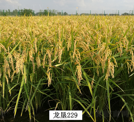 龍墾229-水稻種子-墾豐種業