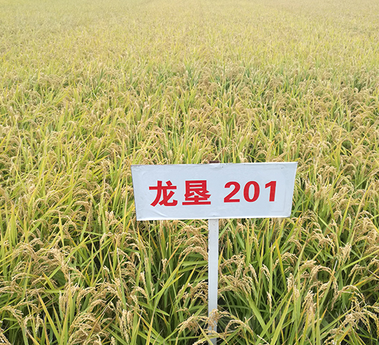 龍墾201-水稻種子-墾豐種業
