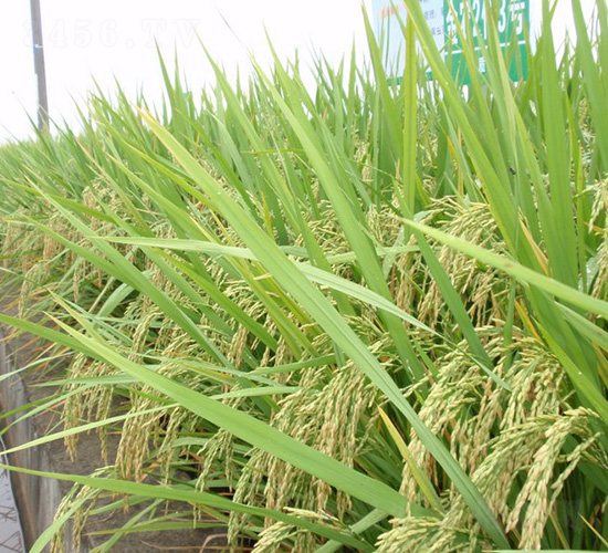 金農(nóng)2優(yōu)3號-水稻種子-中種集團