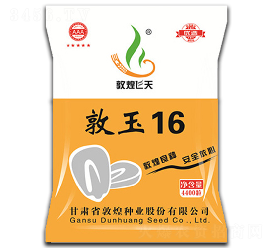 敦玉16-玉米種子-敦煌種業