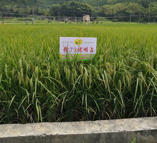 贛73優明占-水稻種子-六三種業