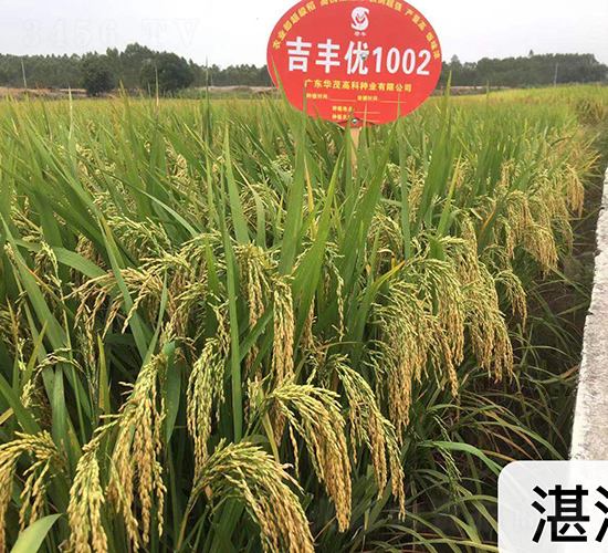 吉豐優1002-水稻種子-華茂高科
