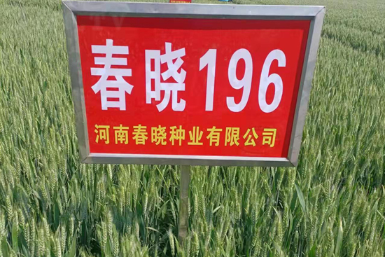 春曉196-小麥種子-春曉種業