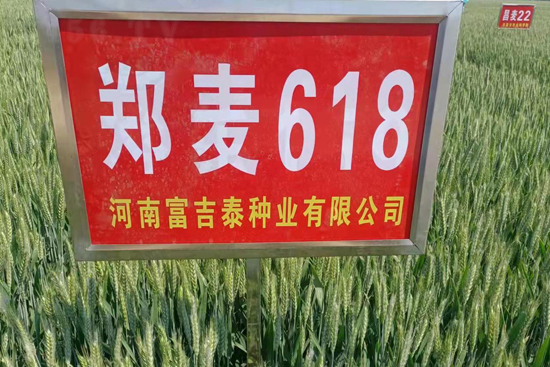 鄭麥618-小麥種子-春曉種業