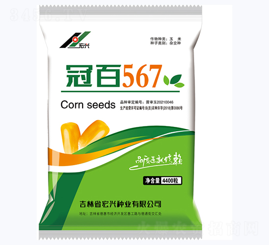 冠百567-玉米種子-宏興種業