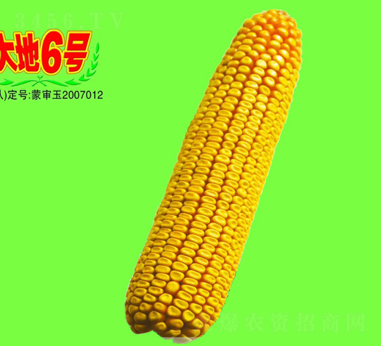 大地6號-玉米種子-大地種業