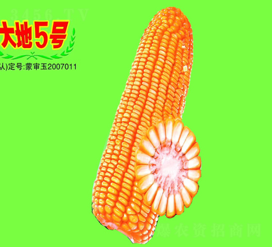 大地5號-玉米種子-大地種業