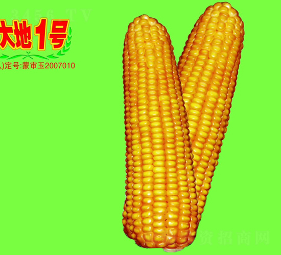 大地1號-玉米種子-大地種業(yè)