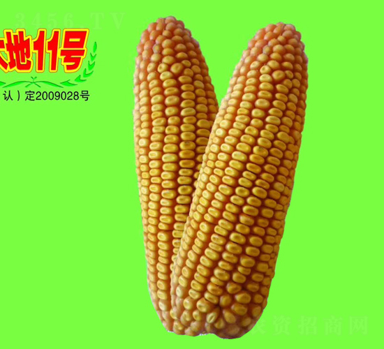 11̖-׷N-طNI