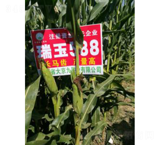 瑞玉588-玉米種子-大京九種業