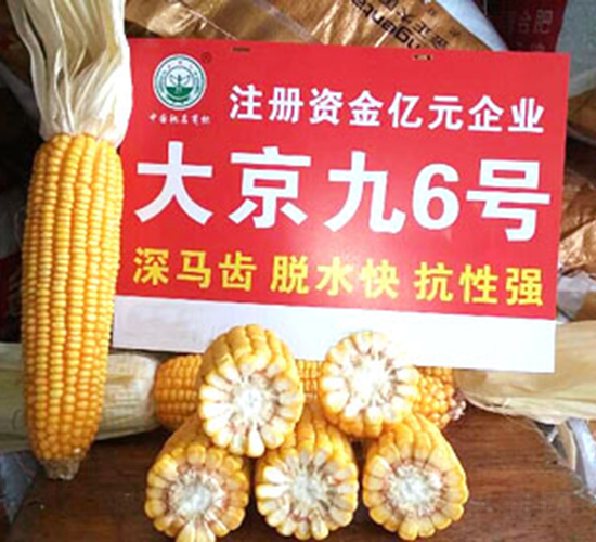 大京九6號-玉米種子-大京九種業(yè)