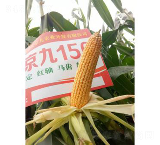 大京九156-玉米種子-大京九種業