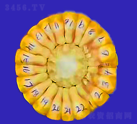 金誠6-玉米種子-潤農種業