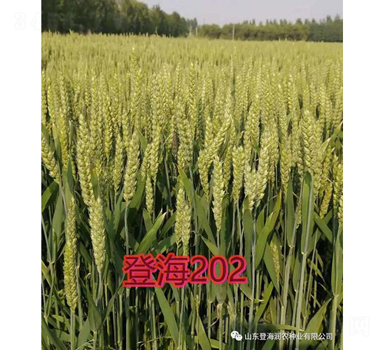Ǻ202-СN-rNI