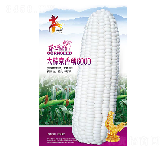 大棒京香糯6000-玉米種子-華一種業(yè)