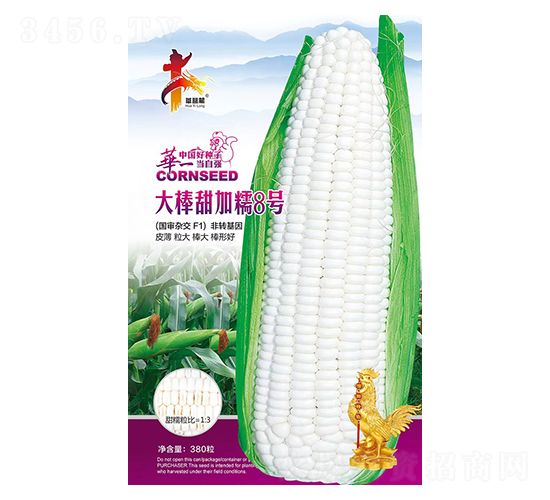 大棒甜加糯8號-玉米種子-華一種業