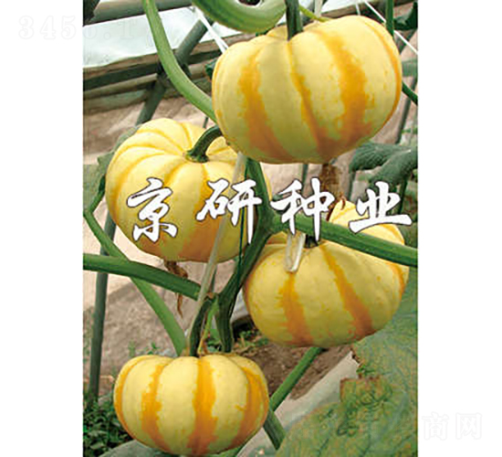 迷你皇冠-南瓜種子-京研種業