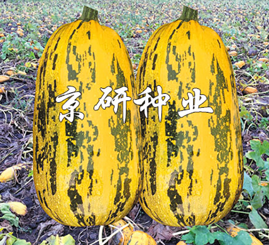 京葫籽豐3號-西葫蘆種子-京研種業