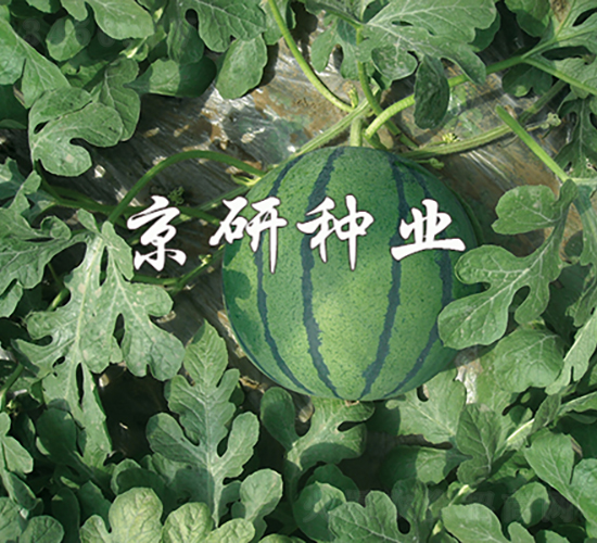 華欣-西瓜種子-京研種業