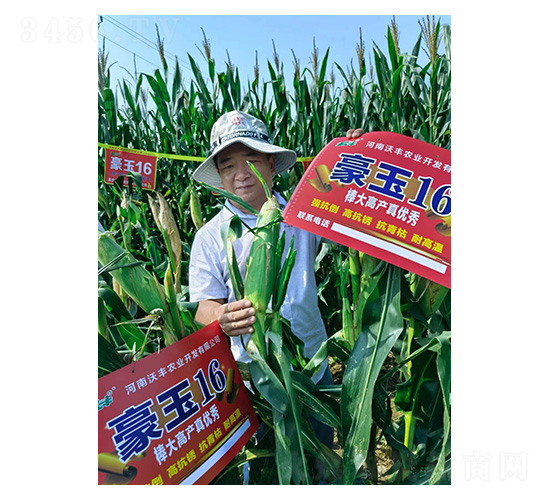 豪玉16-和谷豐