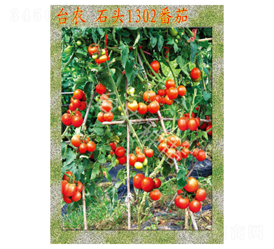 臺農石頭1302番茄-番茄種子-臺農種苗
