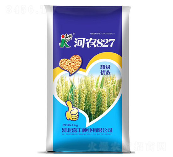 河農827-小麥種子-嘉科