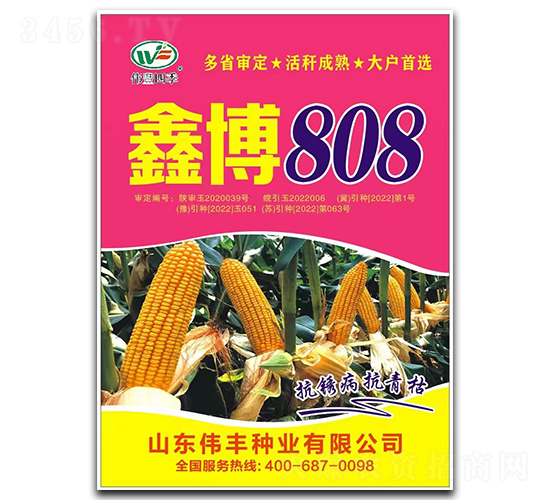 鑫博808-玉米種子-偉豐種業