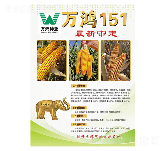 玉米種子-萬鴻151-萬鴻種業