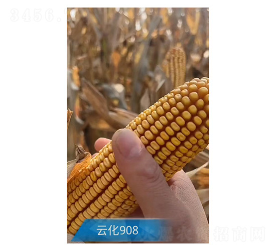 ׷N-ƻ908-rI