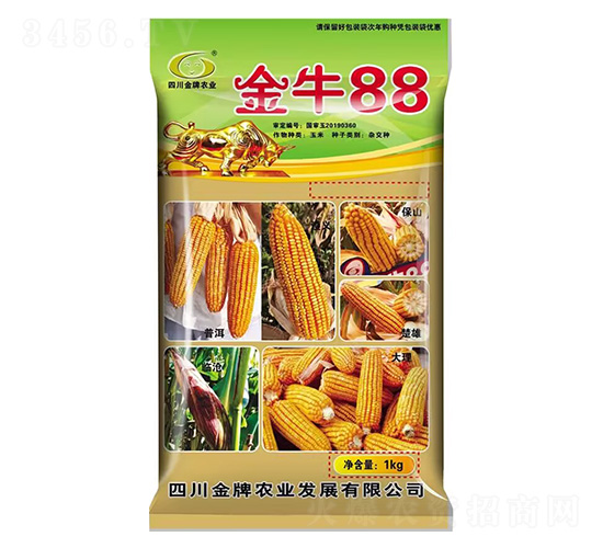 玉米種子-金牛88-金牌種業