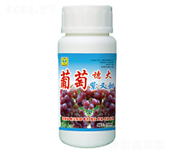 葡萄穗大紫又紅-德鑫生物
