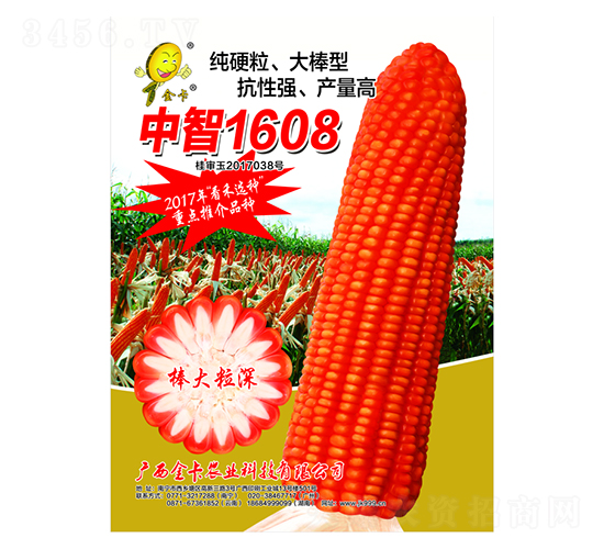 中智1608-玉米種子-金卡農業