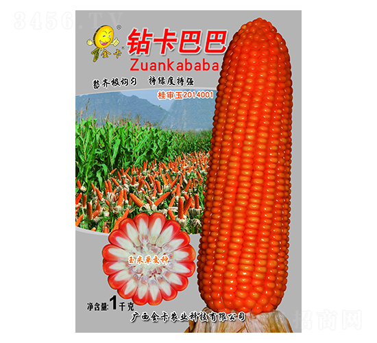 鉆卡巴巴-玉米種子-金卡農業