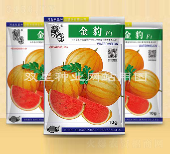 金豹-西瓜種子-雙星種業