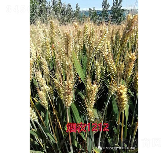r1212-СN-Ǻr