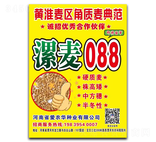 漯麥088-小麥種子-愛農華種業